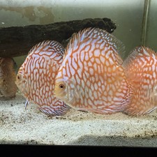 Pack Of 2 Pigeon Blood Discus Fish 3.5  To 4" - Live Aquarium Fish High Quality