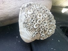 Natural Beach Clam Shell, 2 and a half Inches with Barnacles