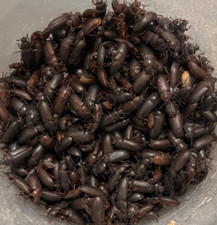 Live Darkling Beetles 100 - 1000 count for your Reptile