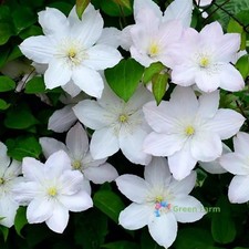 100 Seeds White Clematis Traveller's Joy Old Man's Beard Leather Climbing Flower
