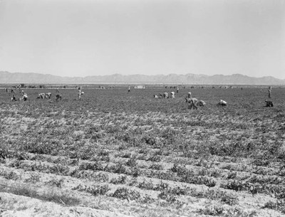 Pea pickers in field of large scale Sinclair Ranch Newly planted t- Old Photo 2