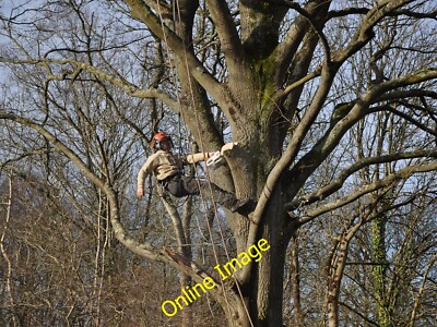 Foto 12x8 Baumchirurgie Bickleton klopft abgestorbene Äste von einem geschützten OA C2013