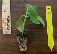 Yacon (Smallanthus sonchifolius) TC Plant Plug -3-6 in- Edible Tubers!!!