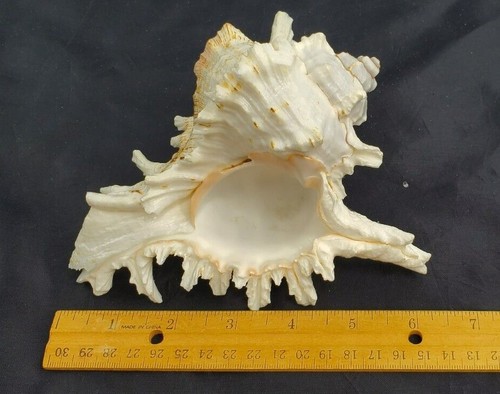 Murex Ramosus Shell Grande Murex Seashell 6-7" - Imagen 10 de 11