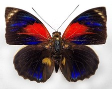 Agrias phalcidon excelsior - AgriasButterflies.com