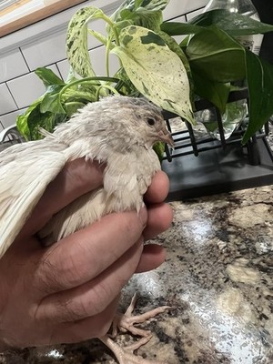 24 +3 extra Jumbo Coturnix Quail Hatching Eggs( Brown, Tuxedo, Cinnamon, White )