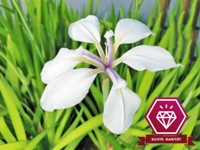Sumpfschwertlilie weiß - Iris laevigata Alba Teichpflanze Wasserpflanze