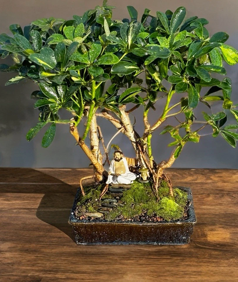 23 YR OLD HAWAIIAN UMBRELLA BONSAI GROVE. TREES WITH BANYAN ROOTS. FREE SHIPPING - Image 2 of 4