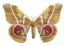Unmounted Butterfly/Saturniidae - Antherina suraka, FEMALE, 55-59mm