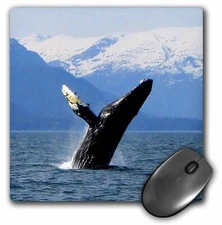 3dRose Humpback Whale Tosses and Turns in the Lynn Canal Southeastern Alaska Mou