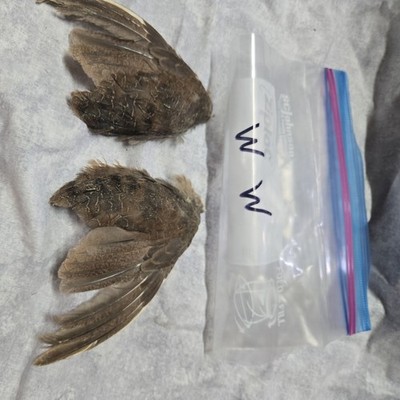 1 set Quail Wings - ww