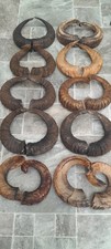 10 PAIRS Of Ram Horns Taxidermy