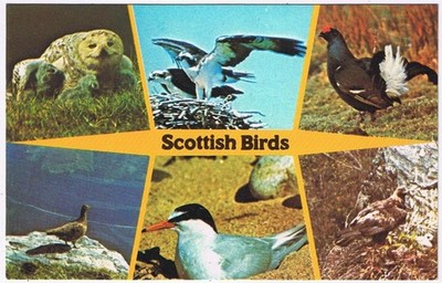 Postcard Scottish Birds Snowy Golden Owl  Osprey Ptarmigan Tern Grouse Scotland