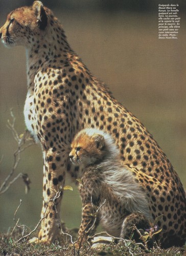 PHOTO Magazin Nr. 322 - Juli/August 1995 / Französische Ausgabe - Bild 4 von 4