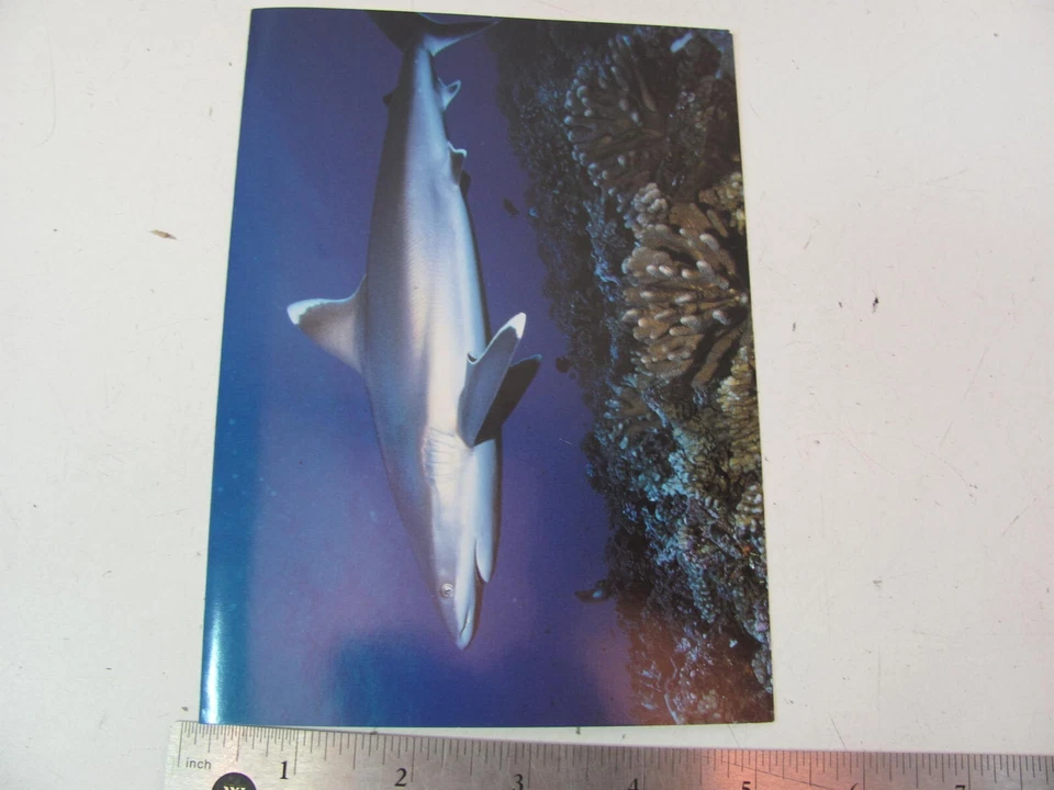 LOTE DE 20 TARJETAS DE NOTAS DE FELICITACIÓN DE TIBURÓN PUNTA PLATEADA IMPRESIONES A PIE Crane Creek Foto 3 de 4