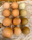 Chicken Hatching Eggs, (12), Mixed Barnyard Flock, Wyandotte, Easter E etc. — photo 2