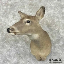 #31009 P | Whitetail Deer Taxidermy Shoulder Mount For Sale