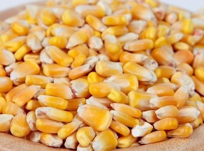 5 lbs #1 Yellow Dent Corn Non-GMO Seed for Brewing, Distilling, or Planting