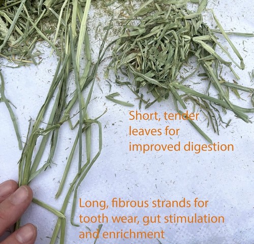 Fresh, green, soft, Timothy hay for rabbits, bunnies, guinea pigs, chinchillas - Picture 5 of 5