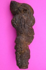 Giant Lizard Poop 5 Million Years Old Genuine Real Fossil Dinosaur Girl COA L24