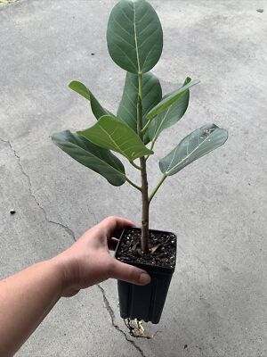 Ficus Audrey In 4'' pot