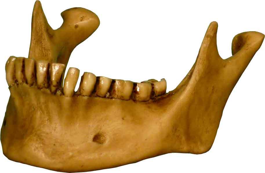 Authentic Human Skull-Life Size Replica Aged Relic -Earth Brown