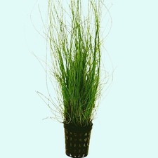 STUNNING Hairgrass Eleocharis Vivipara In 2" Plastic Pot Buy2 Get1 FREE   