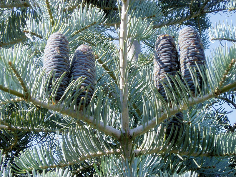 Abies Concolor/Colorado White Fir, Peat Free, Majestic Evergreen, 5L 40-60cm