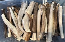 5 Pounds Whole JUMBO Elk Antlers 6" - 12" Long FRESH Dog Long Lasting Chews