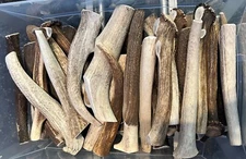 5 Pounds Whole JUMBO Elk Antlers 6" - 12" Long FRESH Dog Long Lasting Chews