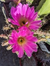 4 to 5 Echinocereus pentalophus Cactus Plants in 3.25" Pot BEST FLOWER EVER!