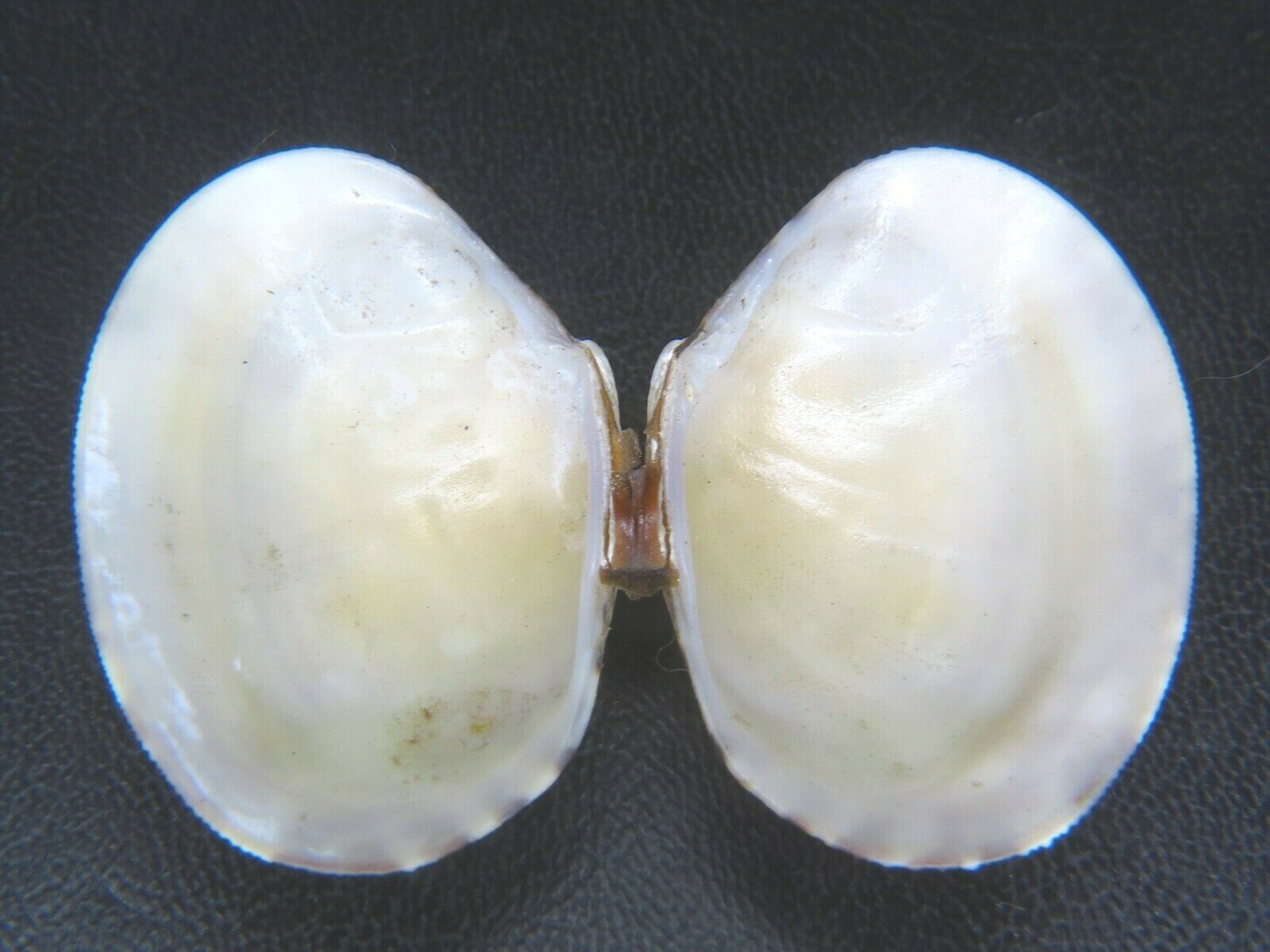 TAPES PHILIPPINARUM INVASIVE SPECIES FOUND IN HAWAII 37.53MM! eBay