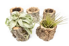 Cork Bark Planters with Assorted Tillandsia Air Plants - Bulk Easy Care Options