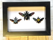 Carpenter Bee Collection Xylocopa caerulea latipes confusa Deep Box Frame Insect