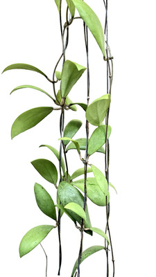 Hoya erythrostemma silver well rooted.