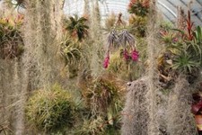 1 Gallon Bag Fresh Live Spanish Moss for Craft Basket. Garden Craft etc