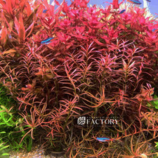 Ludwigia Brevipes Needle Leaf Repens  Aquarium Plants Factory 