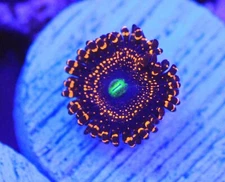 Illuminati Zoa