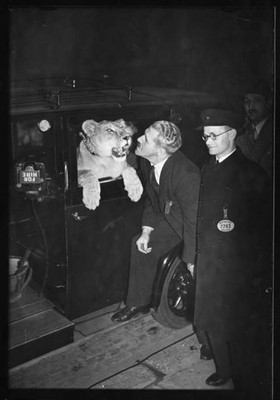 Audition for lioness Lemo arriving at Broadcasting House with her - Old Photo