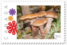THREE MUSHROOMS = 2.65 rate Picture Postage MNHCanada 2020 p20-01-s01