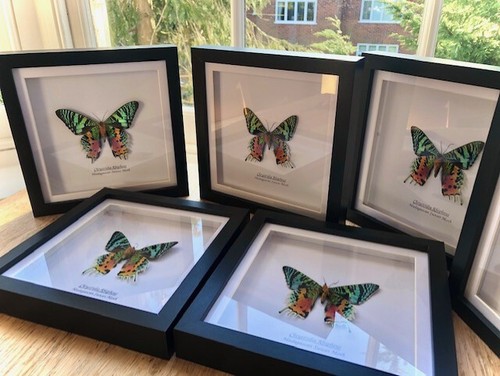 Framed butterfly x1 madagascan sunset moth | 19cm black wood box frame - Picture 6 of 7