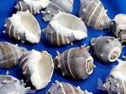 sea shell lot of 4 Crown Conch 6 to 7cm lacquered very nice uniform