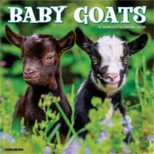 Baby Goats 2026 12 X 12 Wall Calendar (Bookbook - Detail Unspecified)