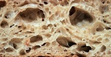 sourdough starter yeast from the san francisco wharf old and sour bonanza