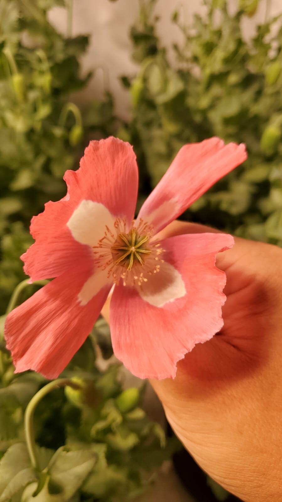 TRUE Galania Izmir Afghan Special Poppy Seeds 1500 Count RARE!!! eBay