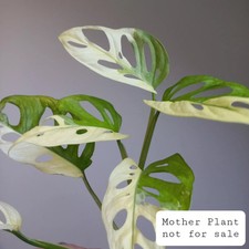 Monstera Adansonii Albo Archipelago, HIGHLY Variegated, Selection of Cuttings