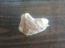Authentic Polished Oyster Shells For Crafting And Decorations