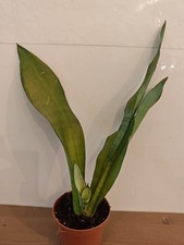Sansevieria Moonshine Snake Plant 12 cm Pot House Plant