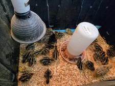 Live Baby Coturnix Quail Chicks