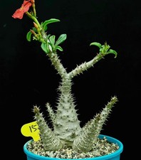 Pachypodium baronii var.windsorii  WYSIWYG